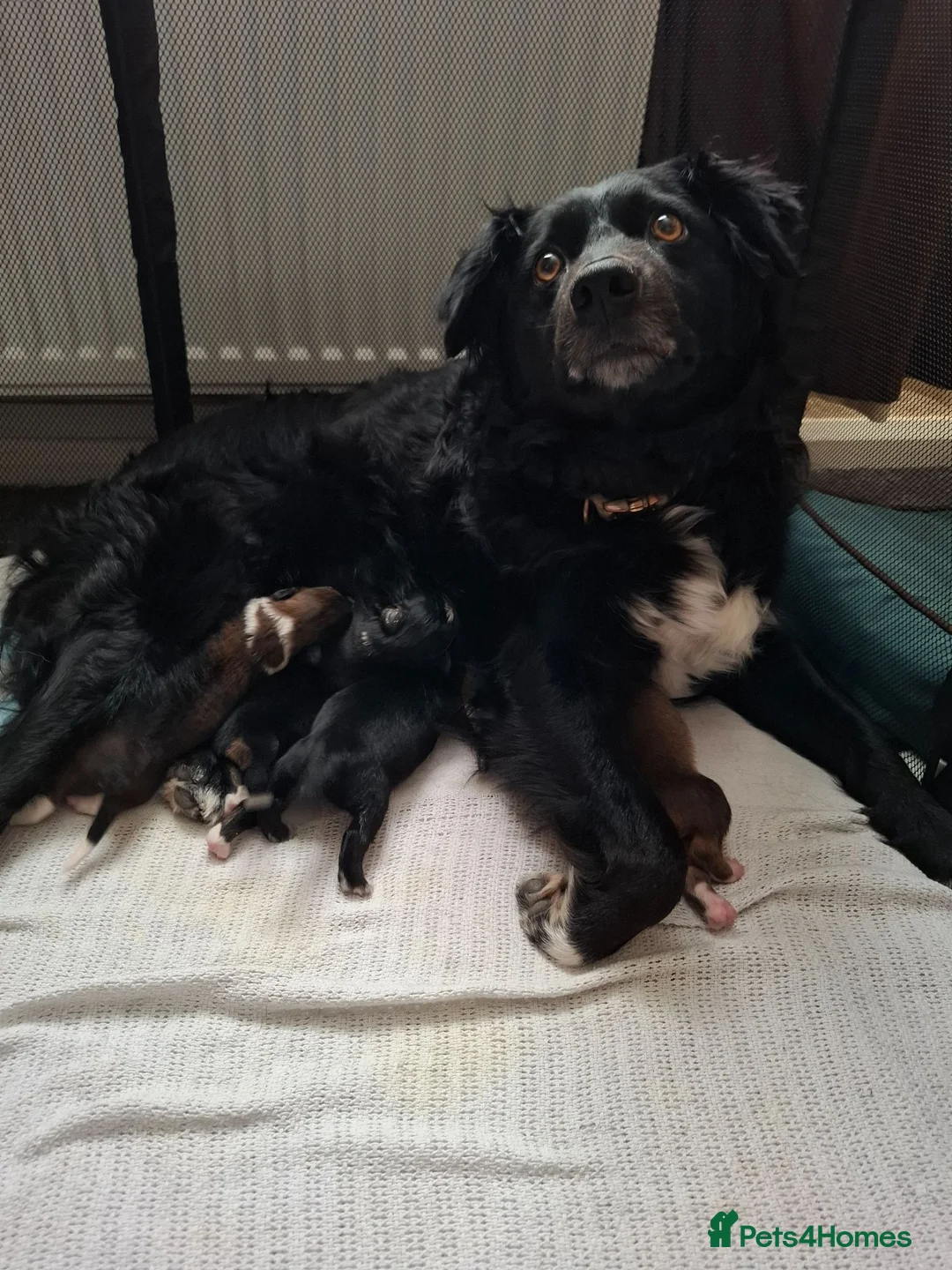 Border Collie dogs for sale: 2 beautiful male collies for sale  - Advert 2