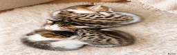 Bengal cats for sale: Bengal cross  - Advert 10