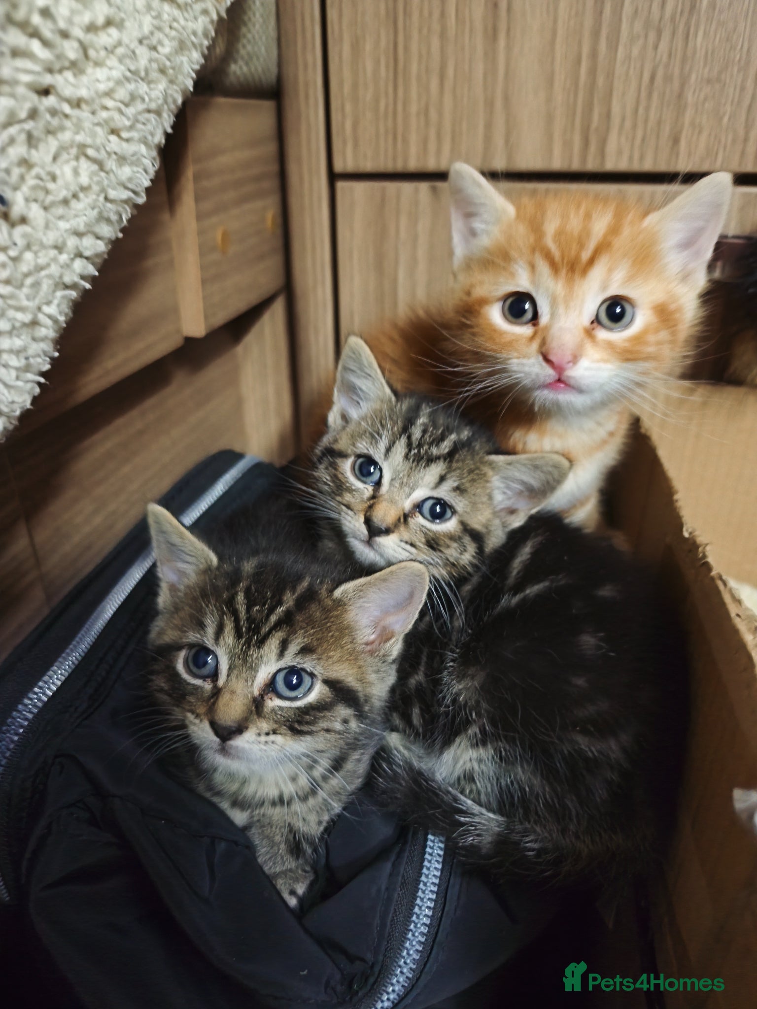 British Shorthair cats  BRITISH SHORTHAIR BENGAL CROSS ginger+ grey tabby - Advert 6