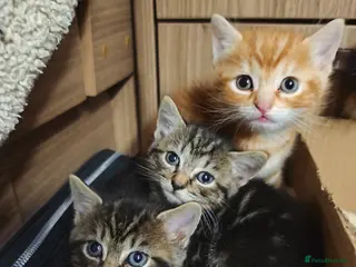 British Shorthair cats BRITISH SHORTHAIR BENGAL CROSS ginger+ grey tabby - Advert 7