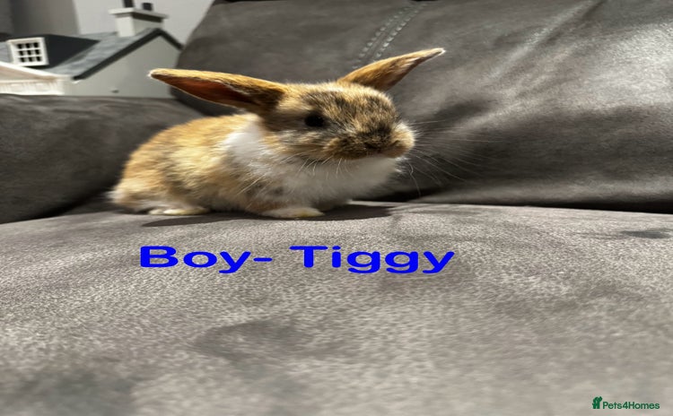 Mini Lop rabbits - Advert 2