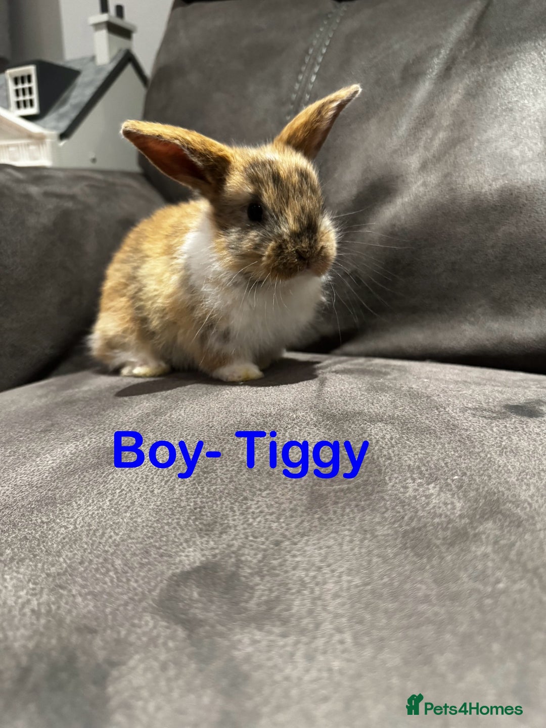 Mini Lop rabbits for sale: Stunning Mini Lop Bucks  - Image 1