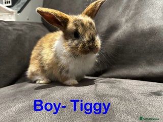 Mini Lop rabbits - Advert 19