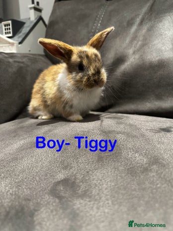 Mini Lop rabbits - Advert 14