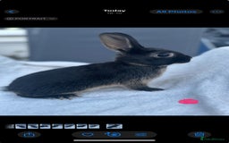 English Spot rabbits for sale: Adorable English Spot x Rex bunnies for sale.  - Image 5