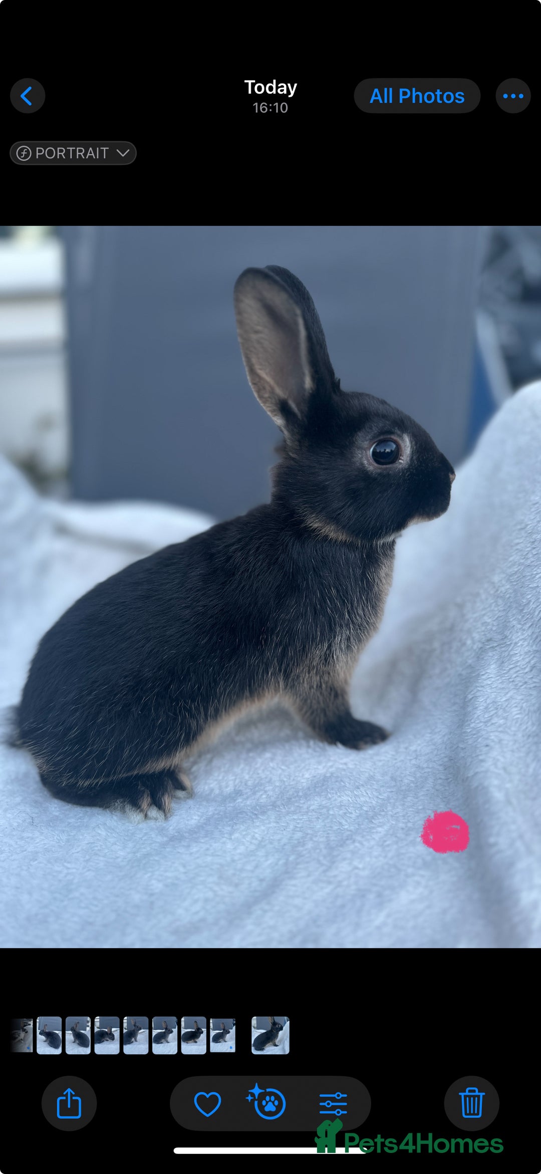 English Spot rabbits for sale: Adorable English Spot x Rex bunnies for sale.  - Image 5