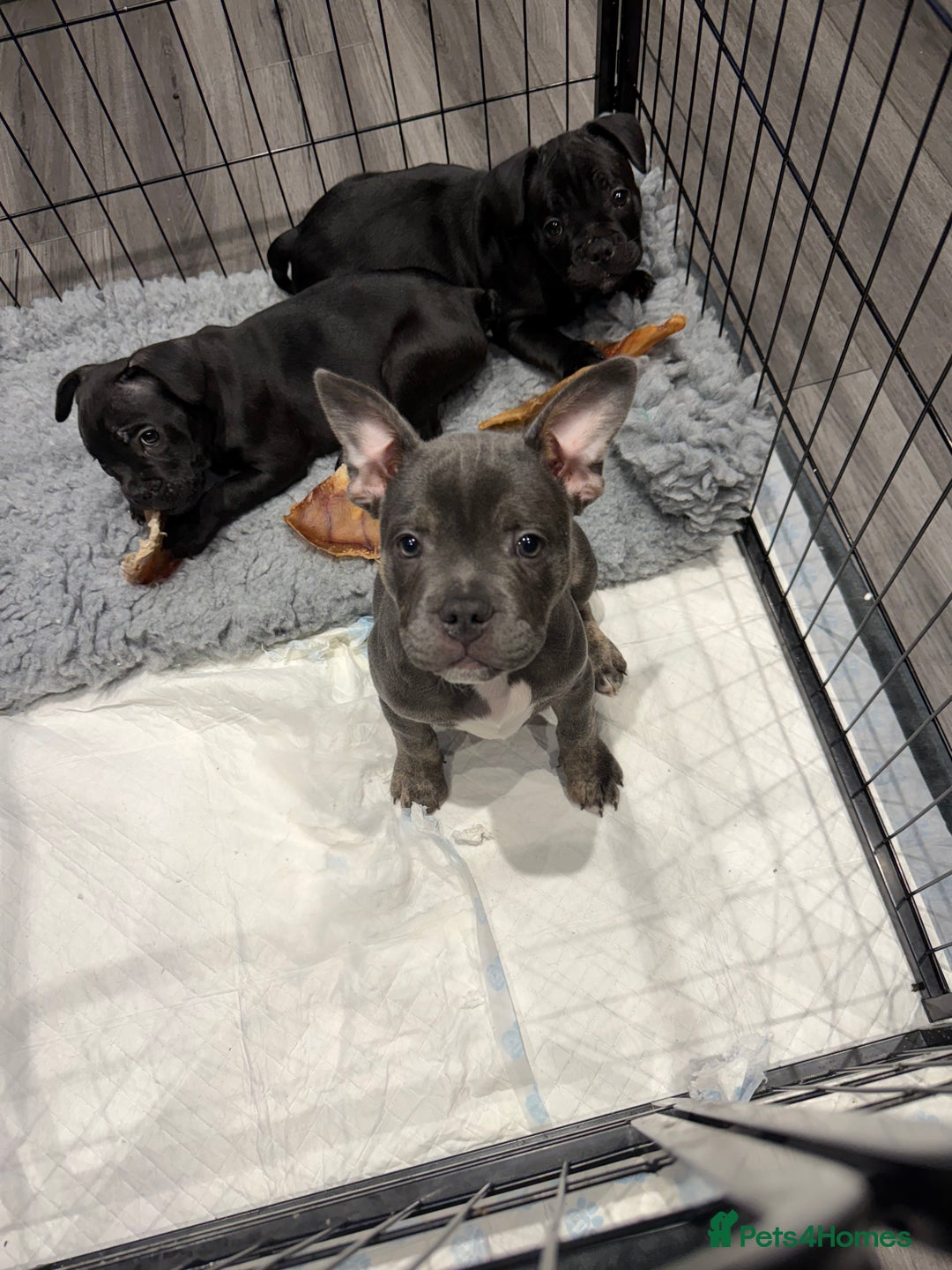 Mixed Breed dogs for sale: French staffy - Advert 1