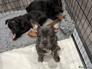 Mixed Breed dogs French staffy - Advert 1