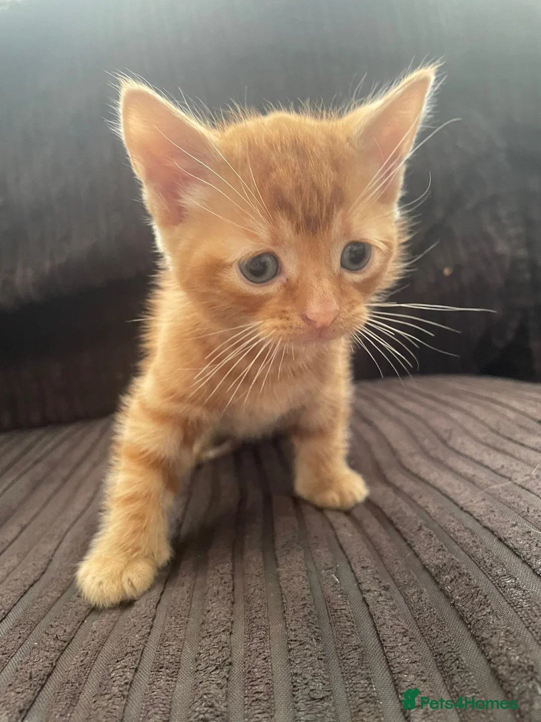 British Shorthair cats for sale: 2 ginger boy kittens for sale in Leicester - Advert 2