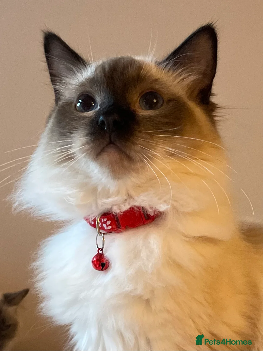 Ragdoll cats for sale: Beautiful Ragdoll boys - Advert 7