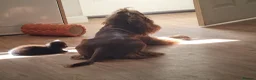 Mixed Breed cats for sale: Dog friendly 2 black kittens for sale - Advert 3