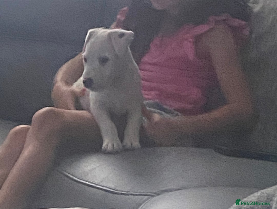 Parson Russell dogs for sale: Champion Bred Parson Puppies in Lanark - Image 11
