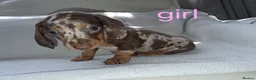 Miniature Dachshund dogs for sale: Minature daschunds puppys  in Ferndown - Advert 5