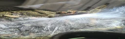 Tarantulas invertebrates for sale: Mature Male Lasiodora Parahybana  in Telford - Advert 3
