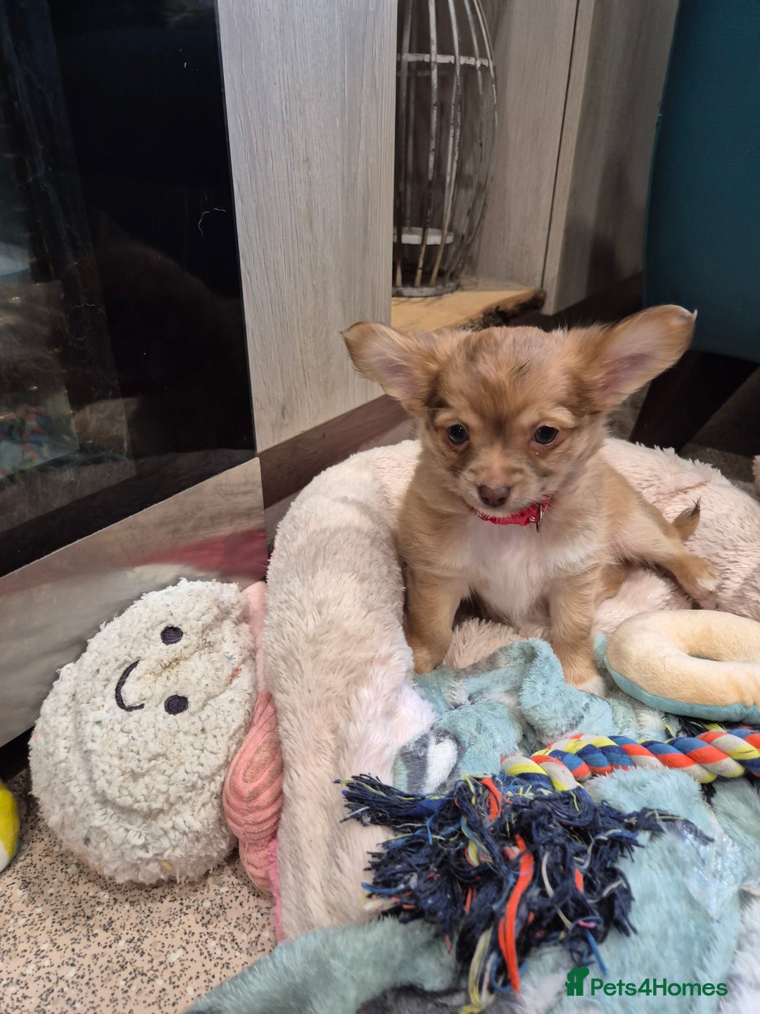 Chihuahua dogs for sale: ***READY NOW*** Long Haired Chihuahua Pups  - Advert 21