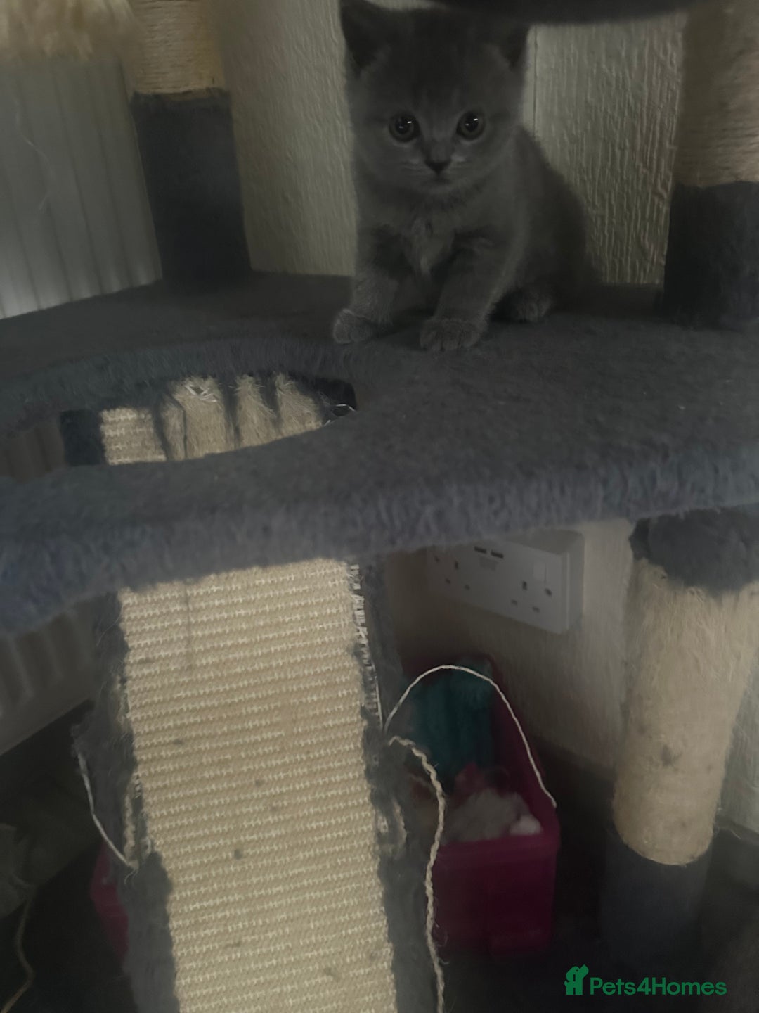 Scottish Fold cats for sale: Scottish fold - Advert 4