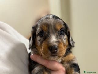 Mixed Breed dogs Beautiful Cocker X Puppies - Advert 1