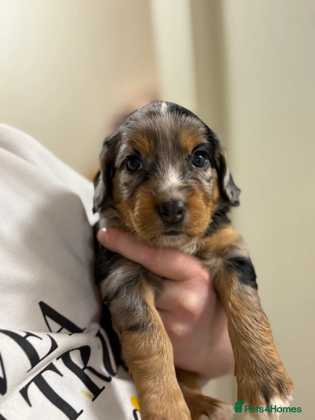 Mixed Breed dogs for sale: ONLY 1 LEFT Beautiful Cocker X Puppies  - Advert 1