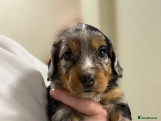 Mixed Breed dogs ONLY 1 LEFT Beautiful Cocker X Puppies - Advert 6