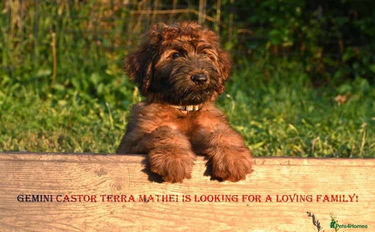 Briard dogs - Advert 4