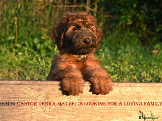 Briard dogs - Advert 2