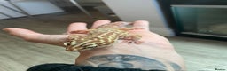 Leopard Gecko reptiles for sale: 2 Female Leopard Geckos (4 years old) – Full Setup - Advert 9