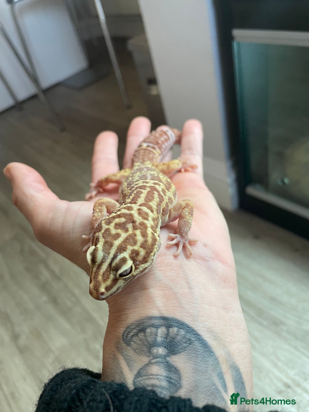 Leopard Gecko reptiles for sale: 2 Female Leopard Geckos (4 years old) – Full Setup - Advert 9