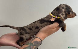 Miniature Dachshund dogs for sale: Beautiful smooth haired miniature dachshunds - Image 13