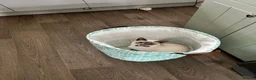 Snowshoe cats for sale: Snowshoe kitten  Looking for a Loving Home - Advert 8
