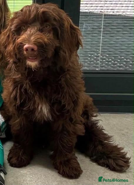 Cockapoo dogs Sarah - Advert 1