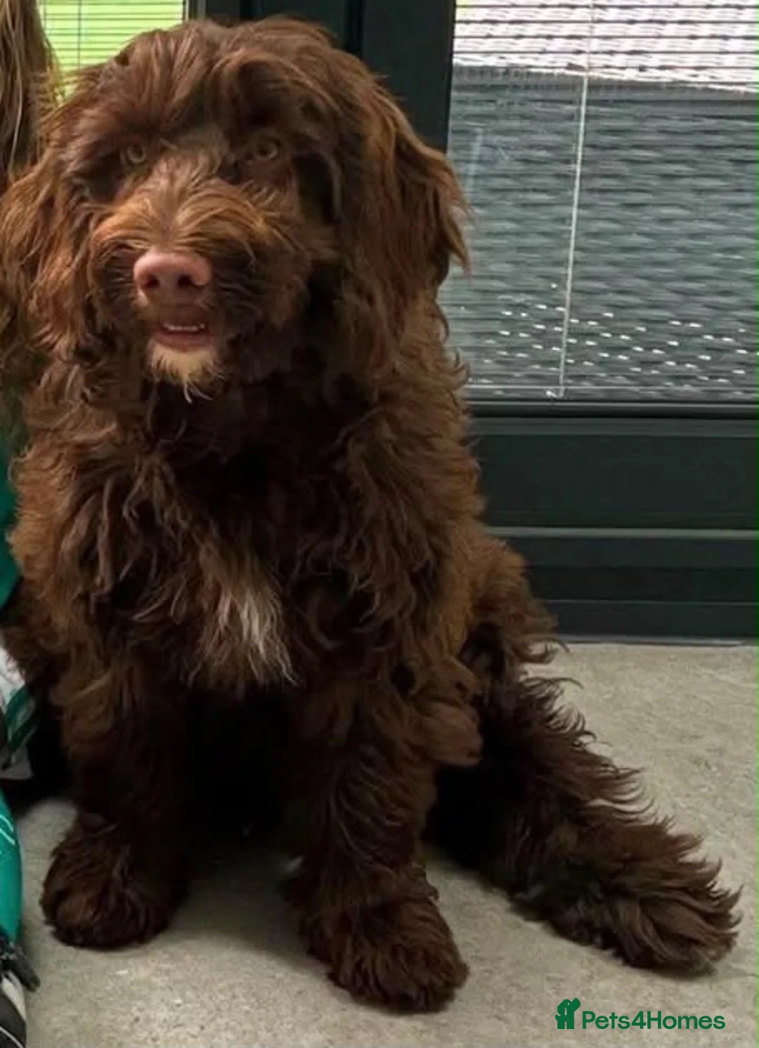 Cockapoo dogs for sale: Sarah - Advert 2
