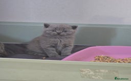 British Shorthair cats for sale: British short hair kittens  - Image 4