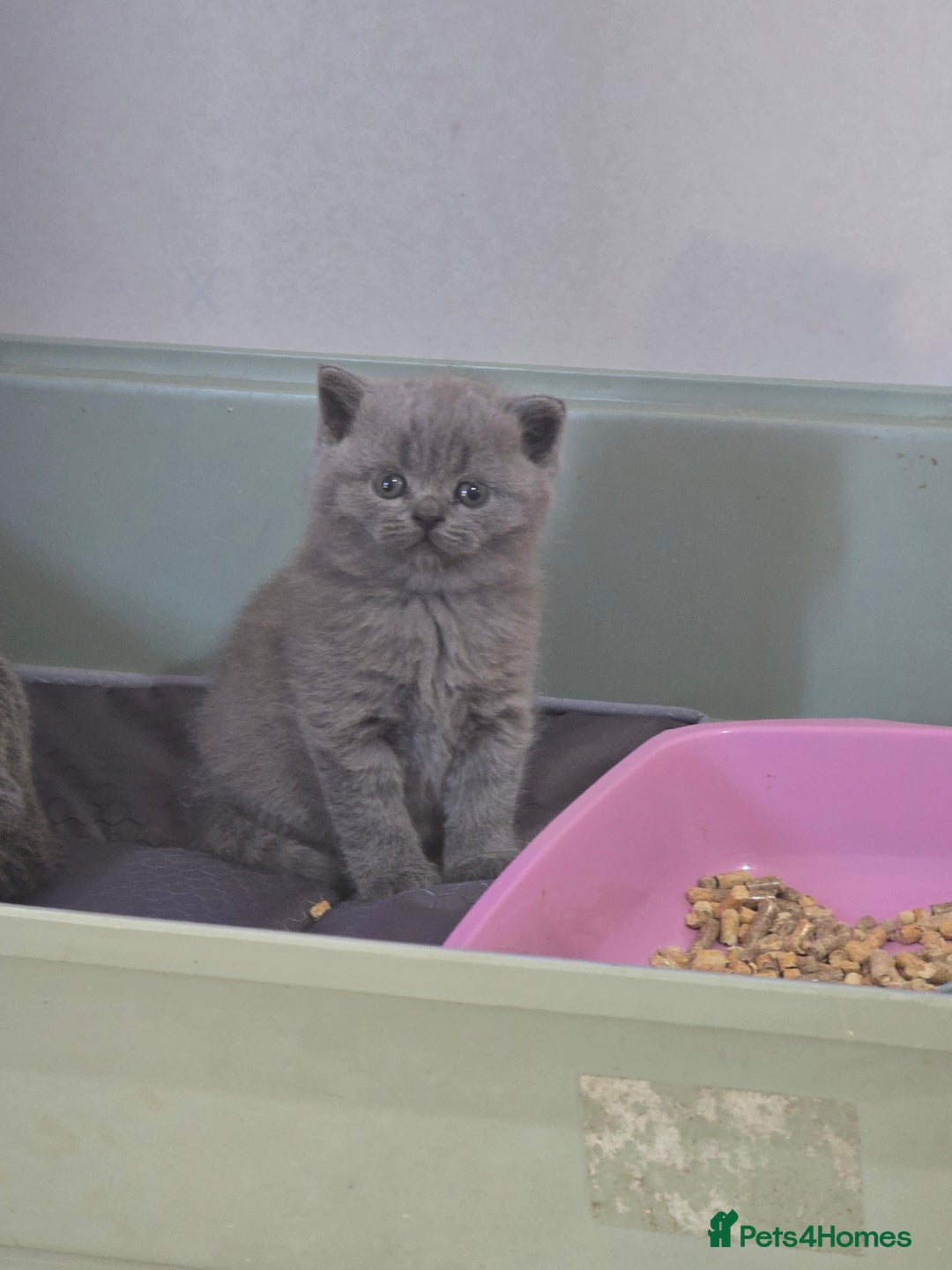 British Shorthair cats for sale: British short hair kittens  - Image 4