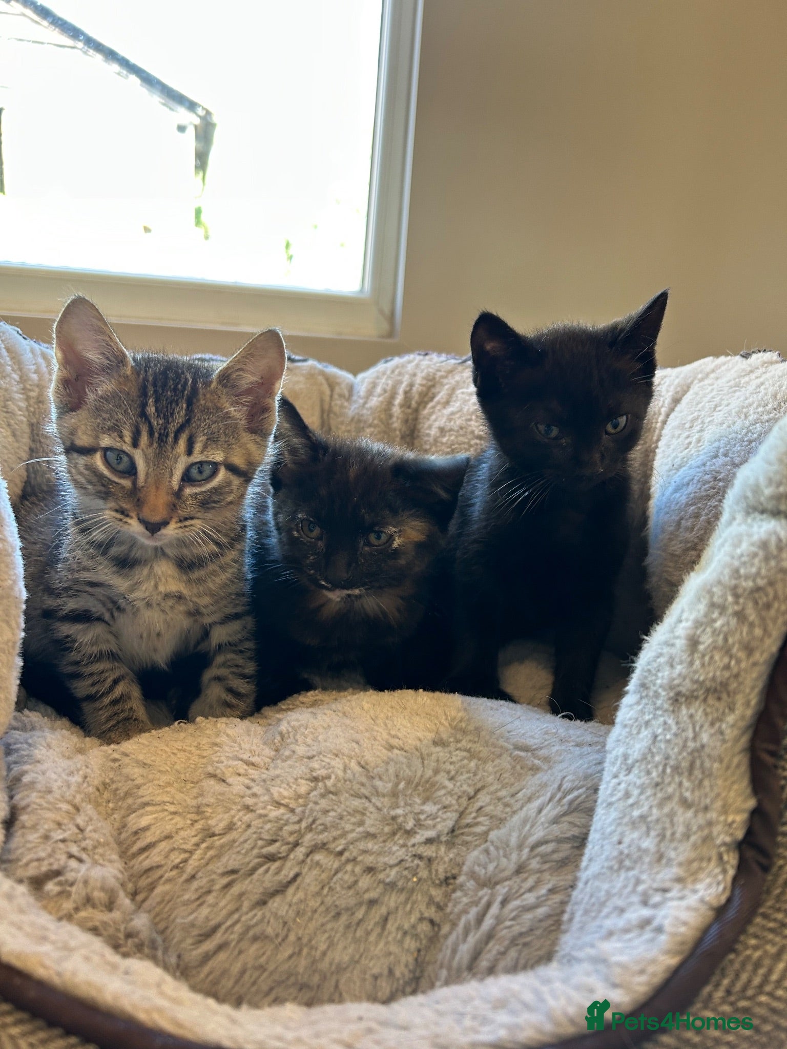 Mixed Breed cats Lovely litter of kittens. Ready now.  - Advert 2