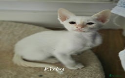 Oriental cats for sale: 8 supersoft GCCF registered Oriental kittens  - Image 9