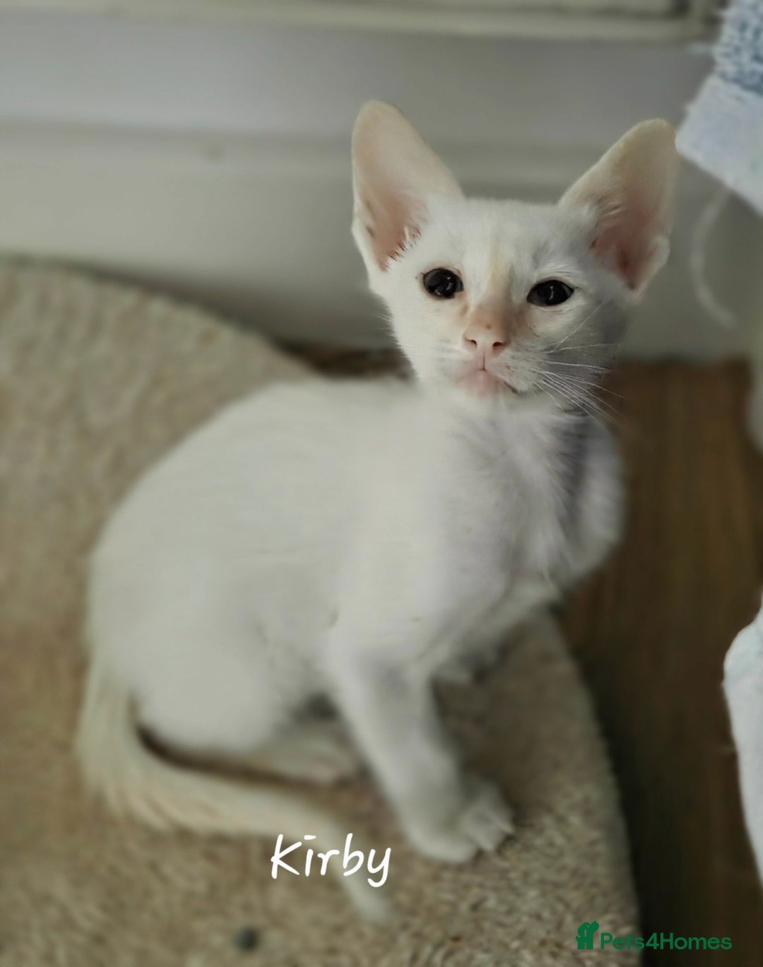 Oriental cats for sale: 8 supersoft GCCF registered Oriental kittens  - Image 9