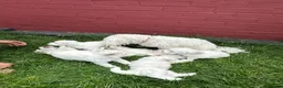 Bichon Frise dogs for sale:     🐶 6 Adorable Puppies Looking for a Home - Advert 14