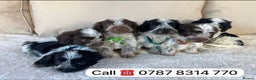 Cockapoo dogs for sale: cockapoos puppies F1 3 boys 2 girls  - Advert 4