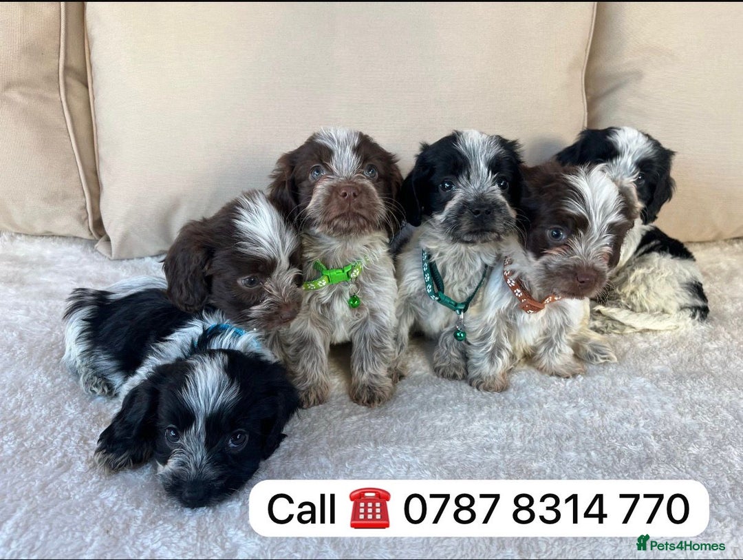 Cockapoo dogs for sale: cockapoos puppies F1 3 boys 2 girls  - Advert 4