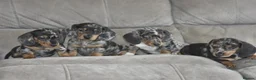 Dachshund dogs for sale: Amazing dachshund puppies - Advert 1