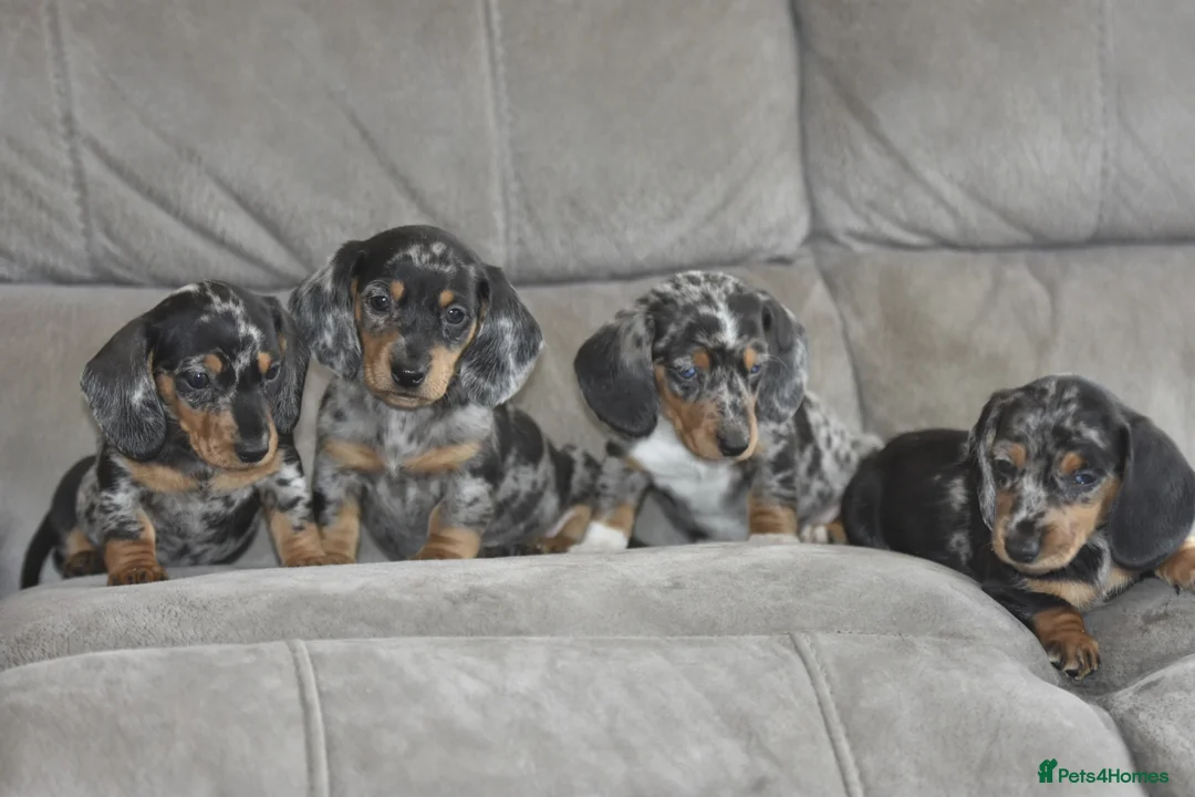 Dachshund dogs for sale: Amazing dachshund puppies - Advert 1