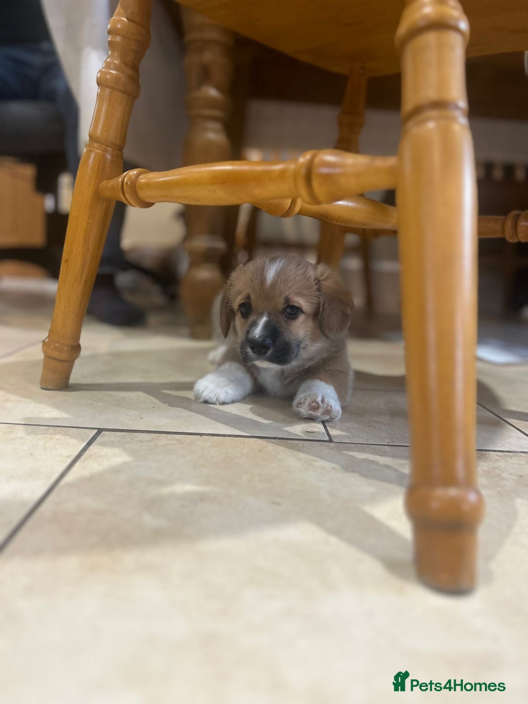 Welsh Corgi Pembroke dogs for sale: 🐾 Pedigree Pembroke Welsh Corgi Puppies 🐾 - Image 12
