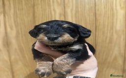 Schnoodle dogs for sale: LAST OUTSTANDING GIRL TOY SCHNOODLES DNA 🧬 CLEAR! - Image 14
