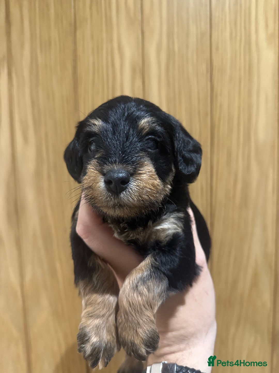 Schnoodle dogs for sale: LAST OUTSTANDING GIRL TOY SCHNOODLES DNA 🧬 CLEAR! - Image 14
