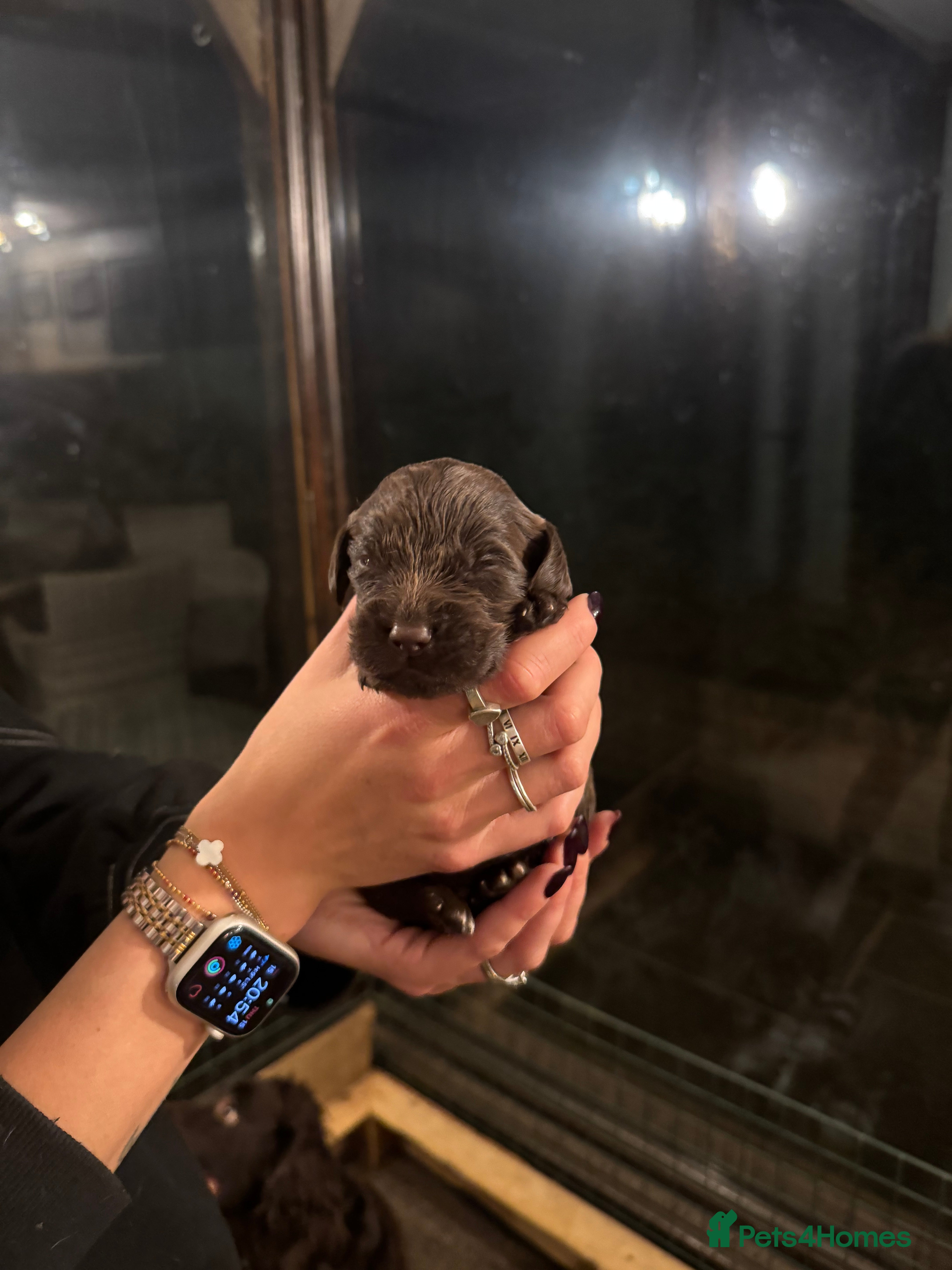 Sprocker dogs Sprocker puppies for sale - Advert 2