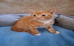British Shorthair cats for sale: Beautiful kittens  - Image 13