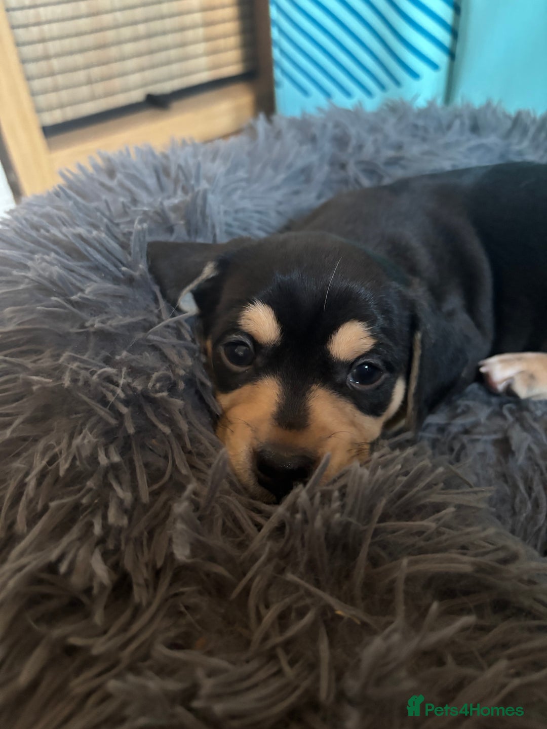 Mixed Breed dogs for sale: Jug and miniature dachshund mix pups - Image 2