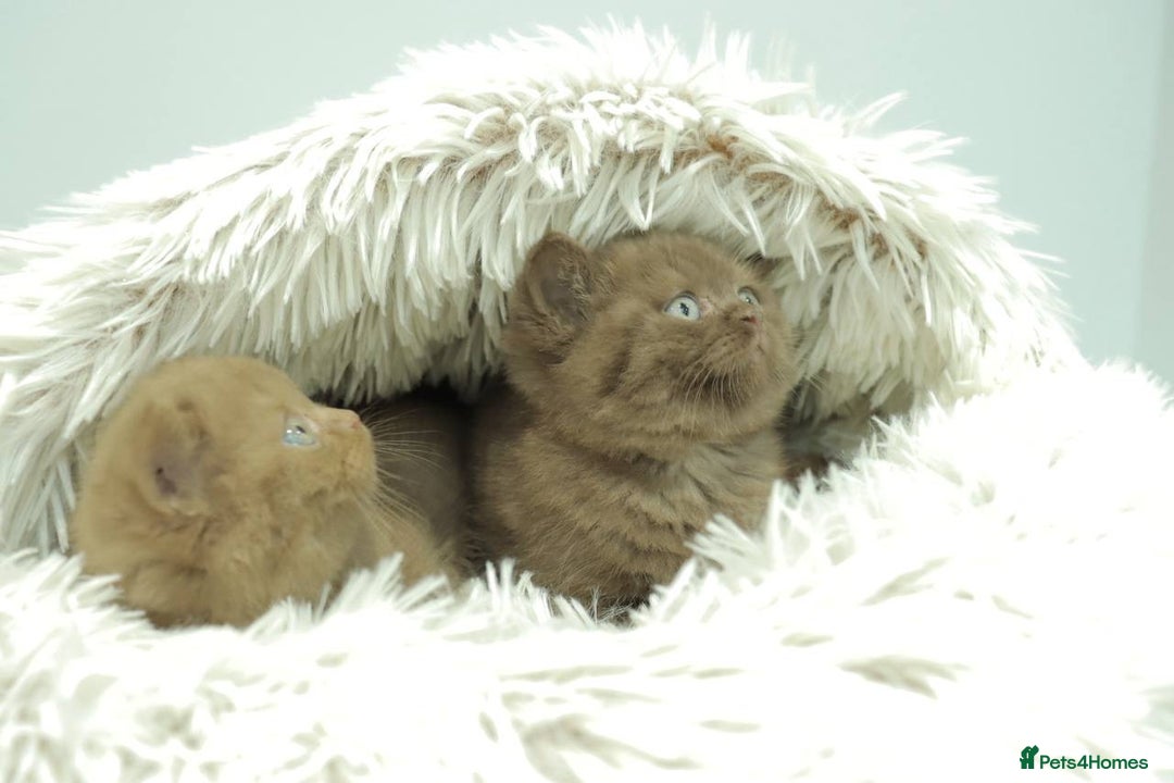 British Shorthair cats for sale: Stunning BHS Champions blood lines kittens  - Advert 22