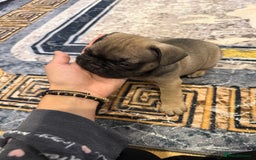 French Bulldog dogs for sale: 4 Little puppy original french bulldog 3 girls1 bo - Image 15