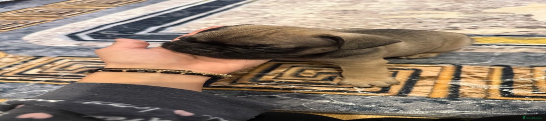 French Bulldog Puppy 4